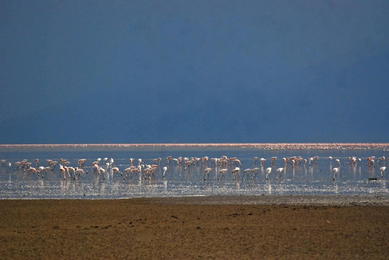 Migunga Tented Camp Mto wa Mbu Eksteriør bilde